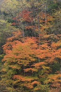 20191117-2・ブ.jpg