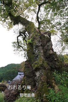 エノキの古木: 山国川仙人らくがき帖 －仙人地元学会－